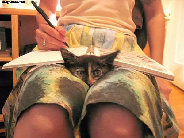 Cat In Lap