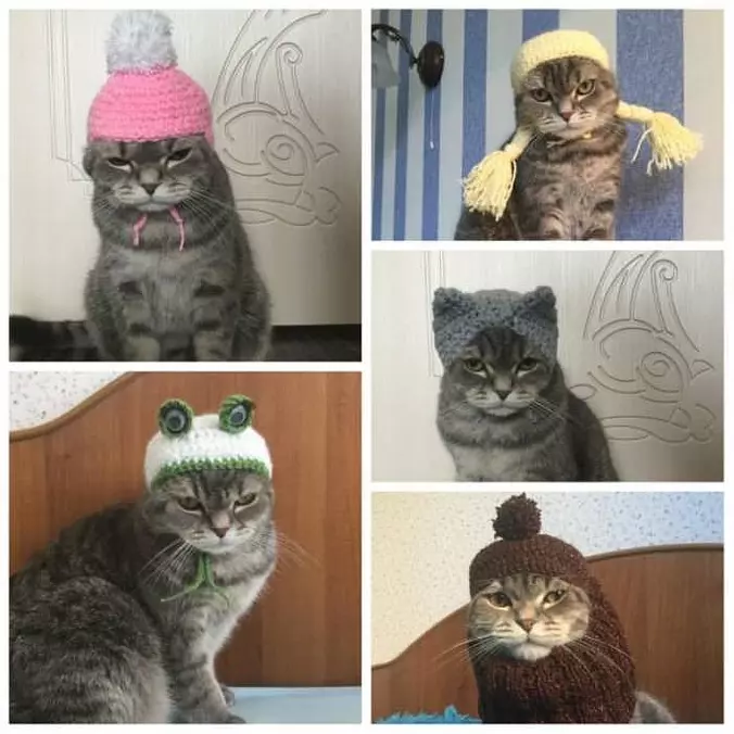 Nice Cat Hat