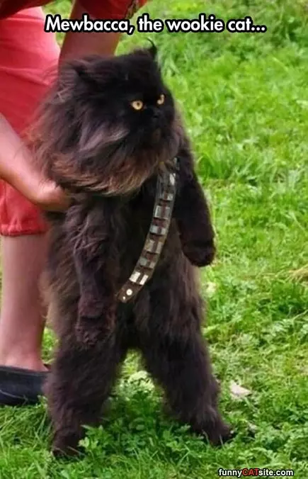 Mewbacca