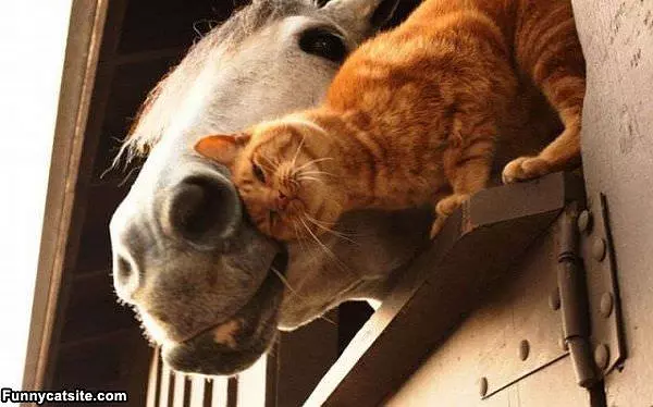 I Like Horses