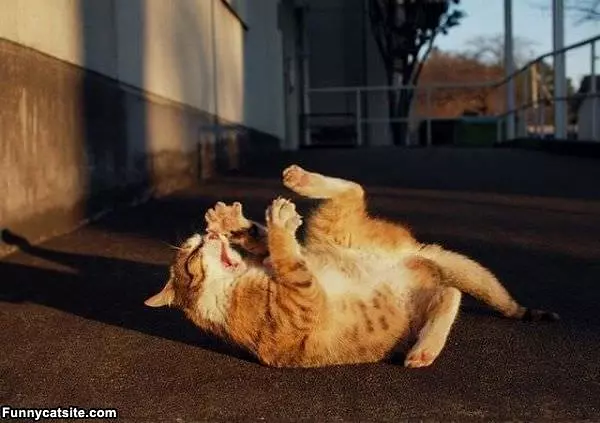 Rarrrrr
