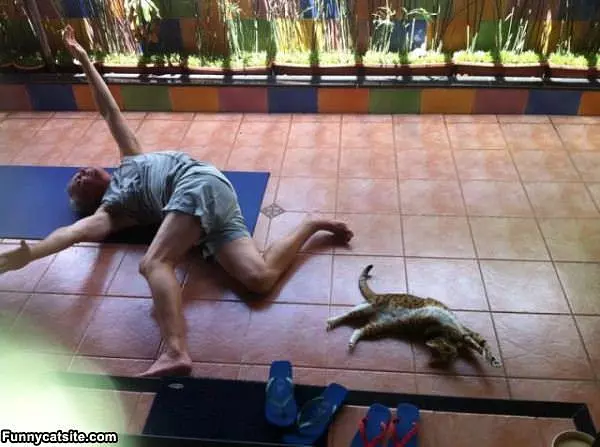 Kitty Yoga Time