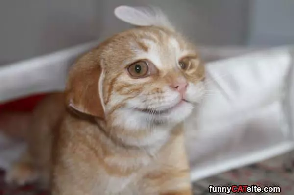I Has Floppy Ears
