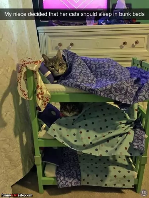 The Cats Should Have Bunk Beds