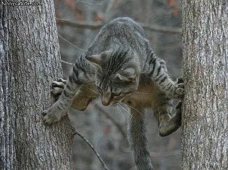 Tree Climb