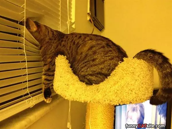 Lookout