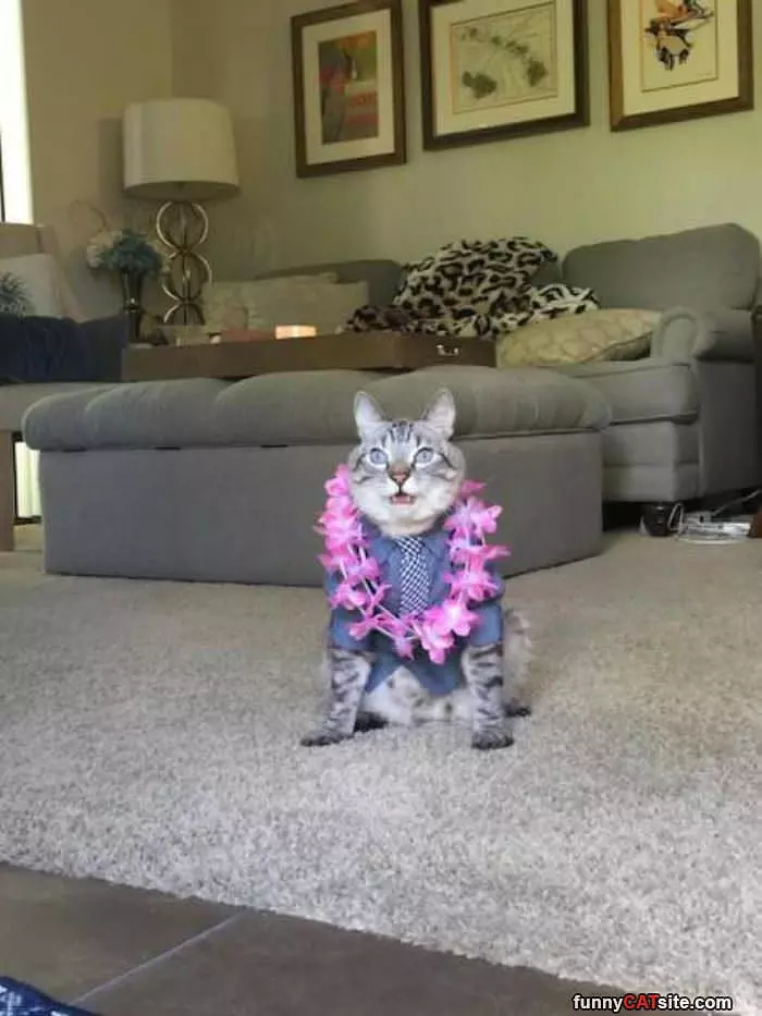 Ready To Party It Up Cat