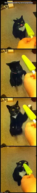 This Cat Loves Popsicles