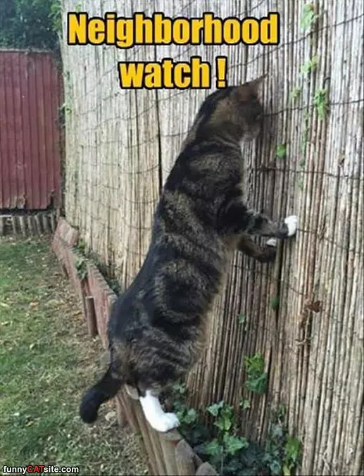 Neighborhood Watch