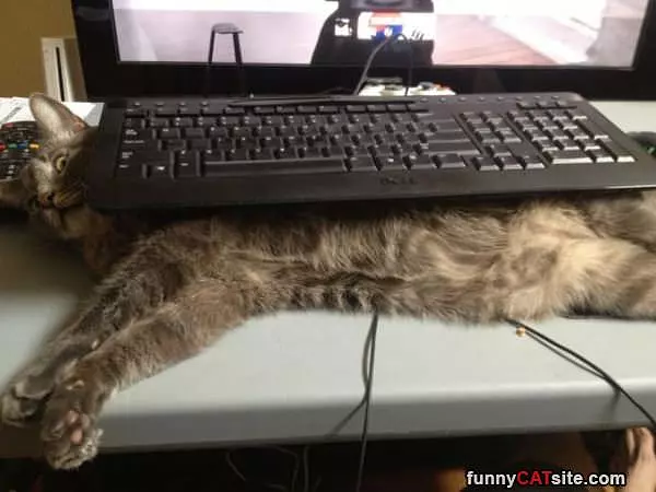 Keyboard Holder