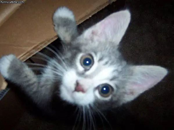 Did You Say Cookies