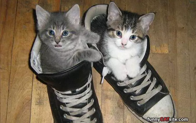 The Sneaker Kitties