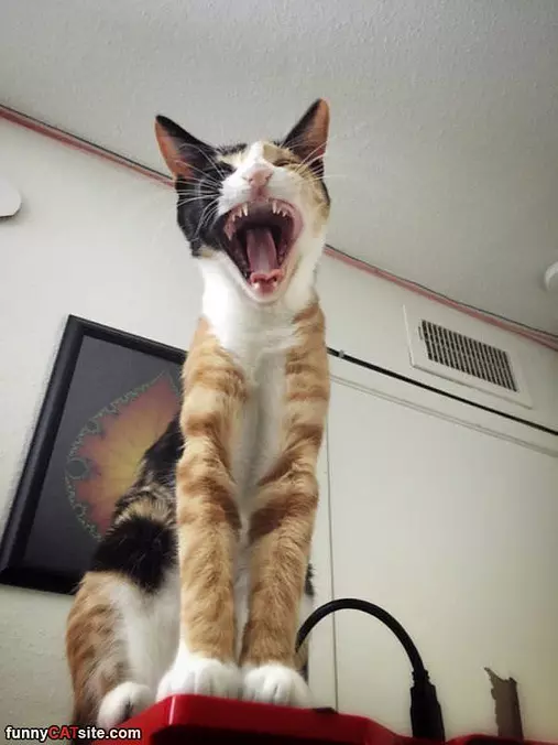 Big Rawrrrr