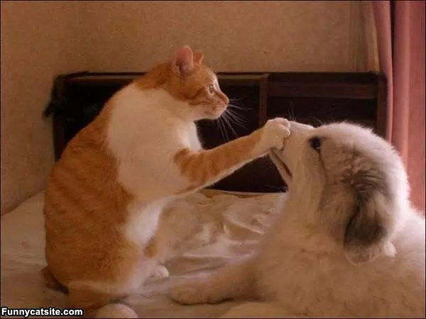 Shush It