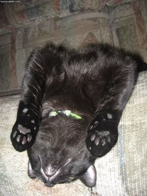 Comfy Sleep