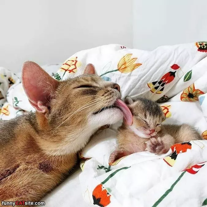 Kissing My Baby