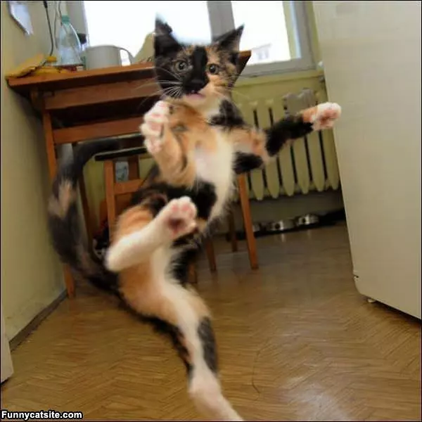Ninja Cat