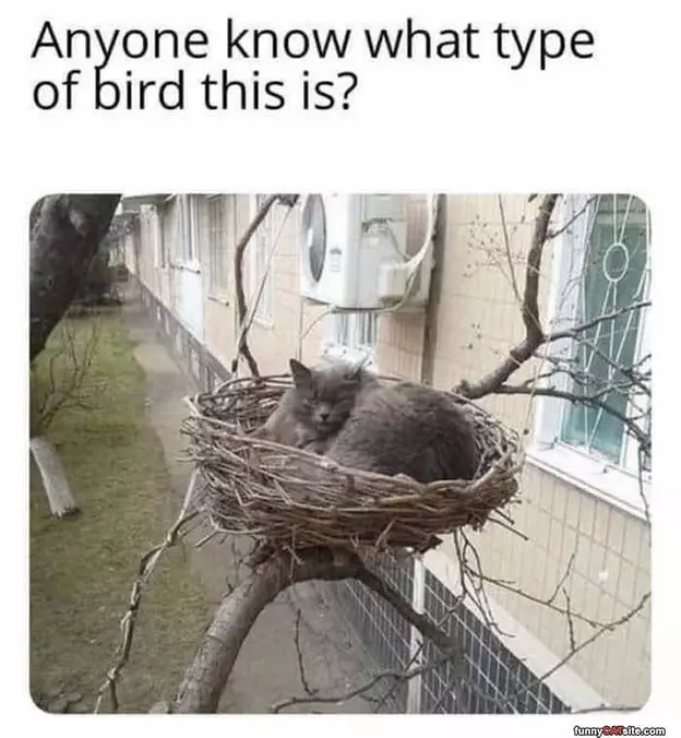 What Type Of Bird Is This