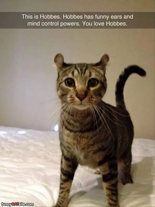 This Is Hobbes