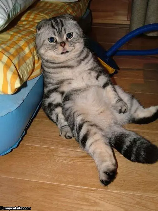 Im Not Getting Up