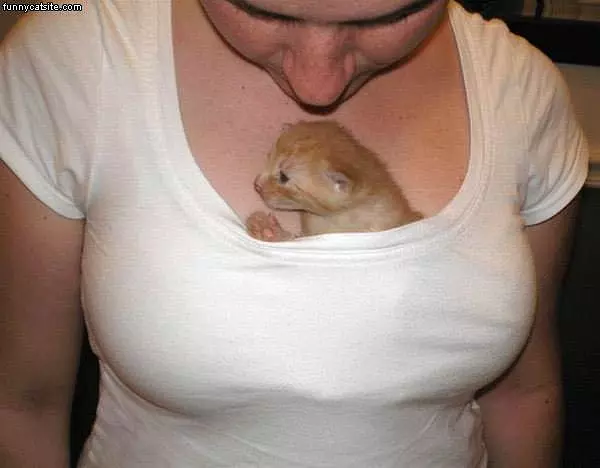 Lucky Kitty