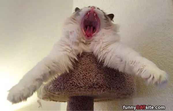 Rawrrrrrrr Roaaarrrr