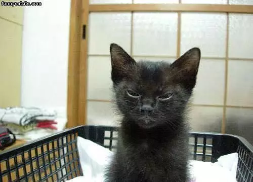 Cool Eyes Cat