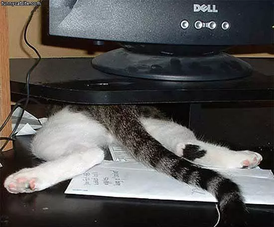 Dell Cat