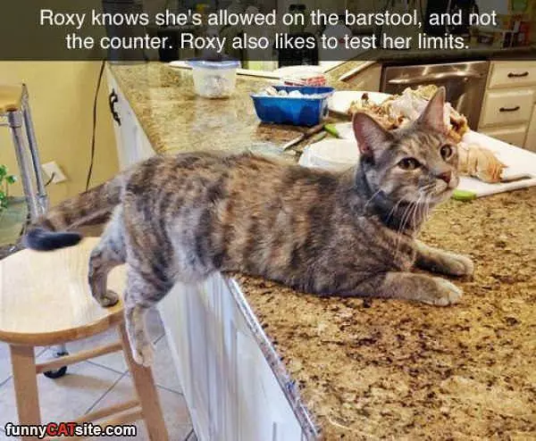 Roxy Knows