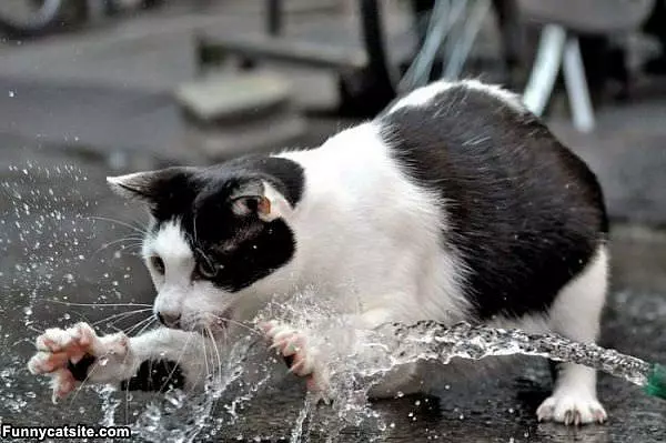 This Water Is Awesome