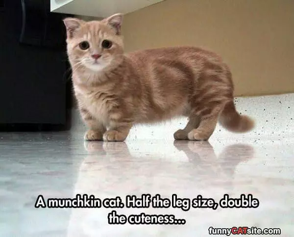 Munchkin Cat
