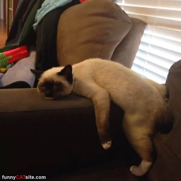 Passed Out On The Couch