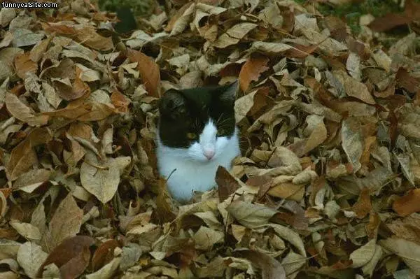 Buried In The Fall