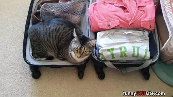 Pack Me Up Next