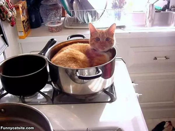 If I Fits I Sits Cat