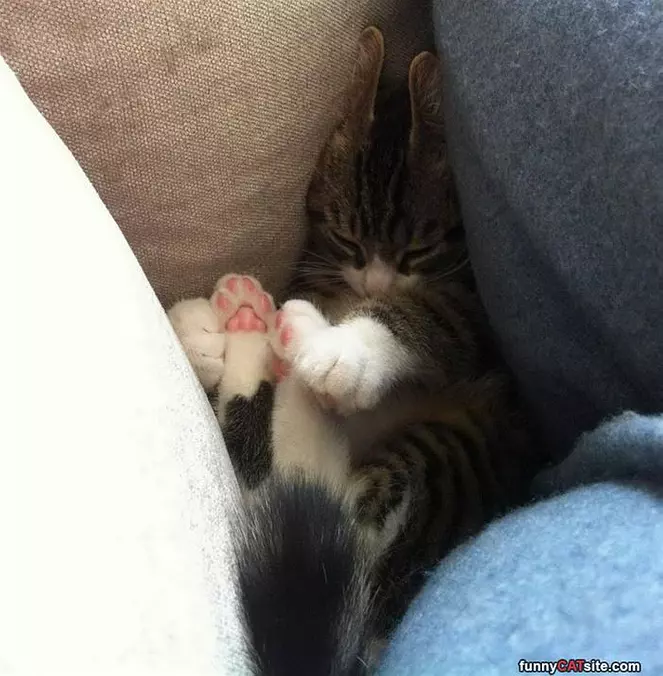Tucked In Here