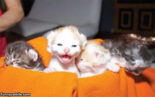 Little Meows