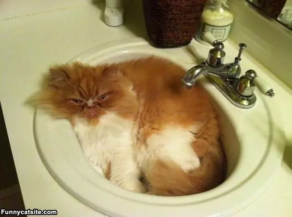 This Is My Favorite Sink