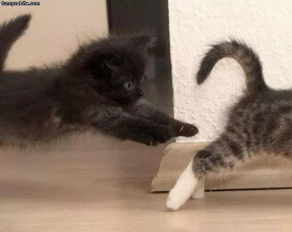 Kitten Attack