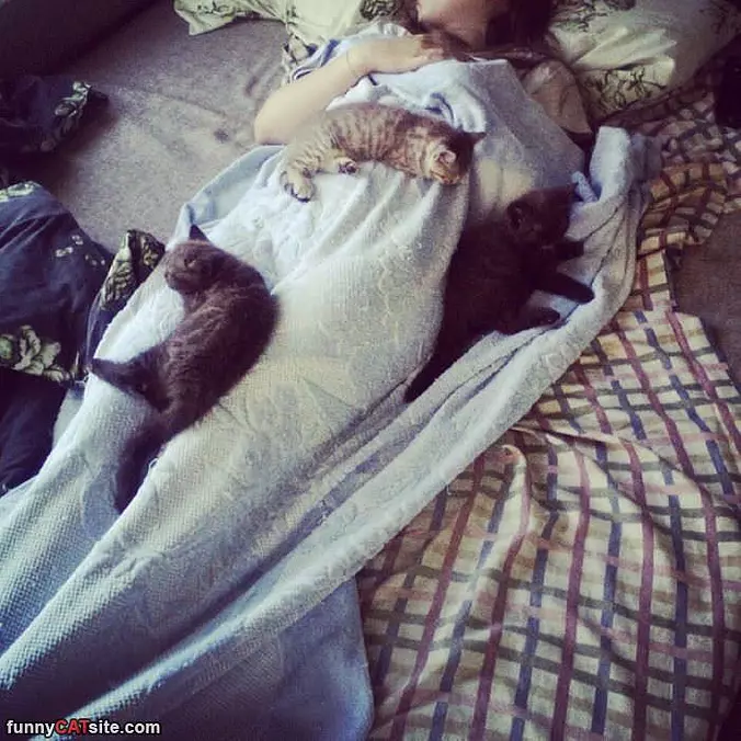 The Cat Nap