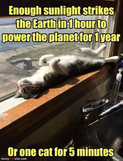 Cat Loves Sunlight