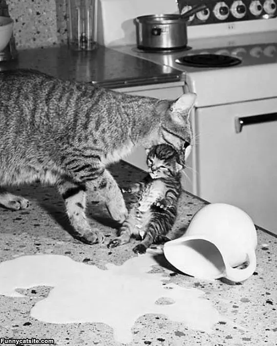 Out Of The Milk