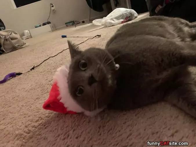 In The Christmas Spirit