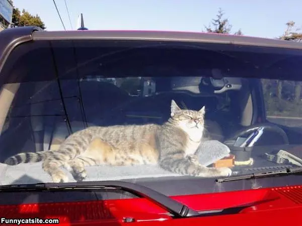 Windshield Sleeper