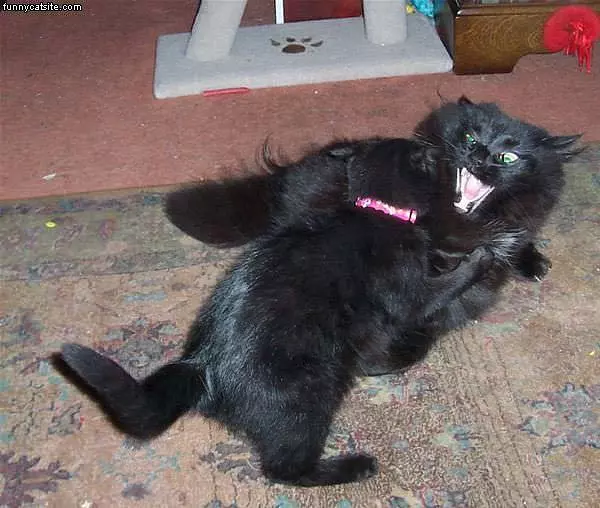 Psycho Cat