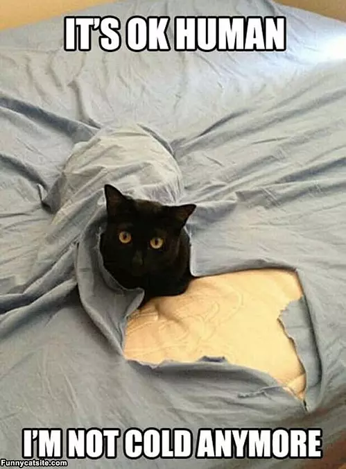 Its Ok Human
