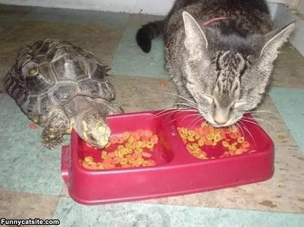 Sharing My Food