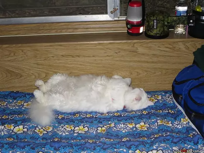 Sooooo Sleepy