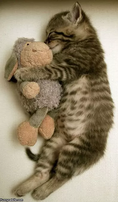 My Teddy