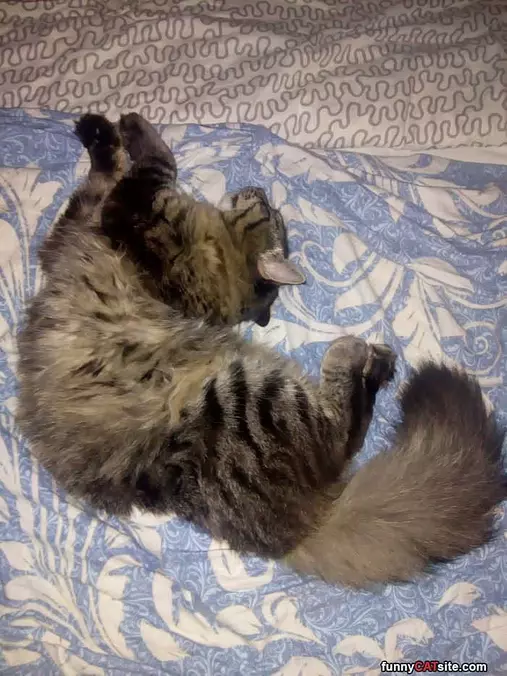 Laying Around On My Back